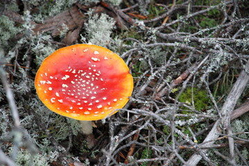 A large fly agaric grows in the forest. In a pine forest among moss, heather and fallen branches and needles, a large poisonous mushroom has grown with a red cap with a white dot and a white leg.