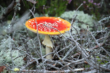 A large fly agaric grows in the forest. In a pine forest among moss, heather and fallen branches and needles, a large poisonous mushroom has grown with a red cap with a white dot and a white leg.