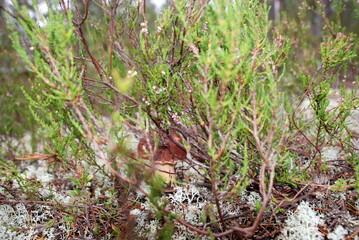 Small porcini mushroom among the moss. In the forest, among light green lichens, heather shoots and fallen branches and needles, a small mushroom with a brown hat and a thick white stem has grown.