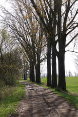 Bäume an einem Weg bei Gimbsheim