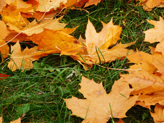 Fallen yellow maple leaves on the grass.