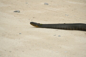 Banded water snake at the Lake Apopka Wildlife Drive in Florida