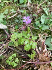 wild strawberry plant