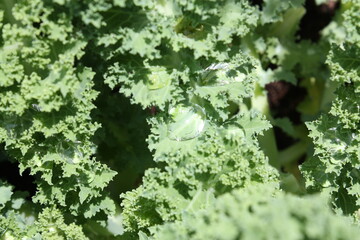 kale leaves close up