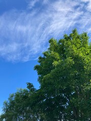 trees and sky