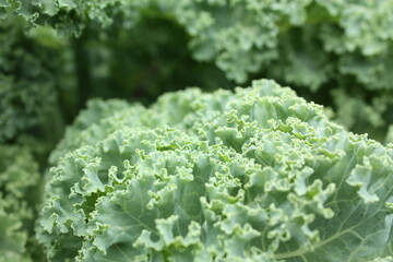 GARDEN KALE