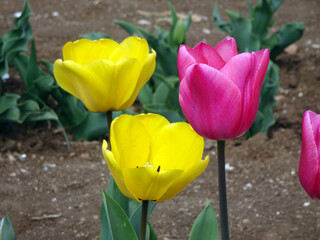 Gruppo di tulipani gialli e rosa