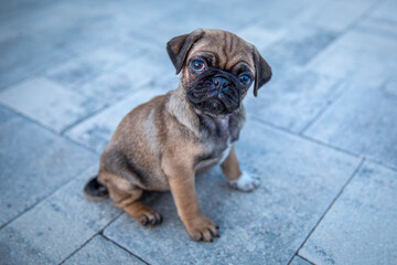 Funny pug puppy