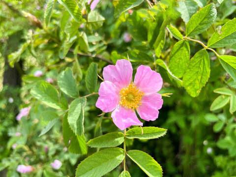 Dog rose (Rosa canina) or red-brown rose (Rosa rubiginosa) flower close-up