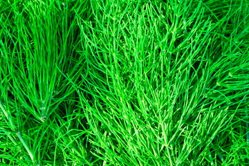 green grass background