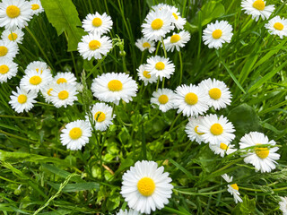 Chamomilla Matricaria is a genius of perennial flowering plants in the Asteraceae family. Chamomile...