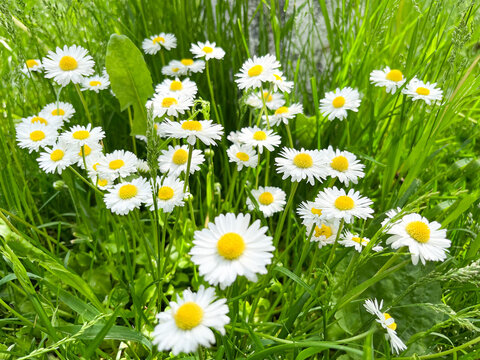 Chamomilla Matricaria is a genius of perennial flowering plants in the Asteraceae family. Chamomile pharmacy Matricaria chamomilla and syn