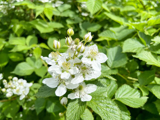 Blackberry garden (rubus canescens) close-up with copyspace
