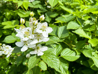 Blackberry garden (rubus canescens) close-up with copyspace