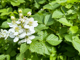 Blackberry garden (rubus canescens) close-up with copyspace