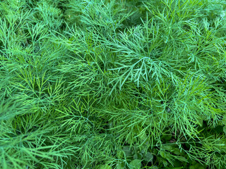 Dill (Latin Anethum) is a monotypic genus of short—lived annual herbaceous plants of the Umbrella family. The only species is odorous dill or garden dill (Anethum graveolens)
