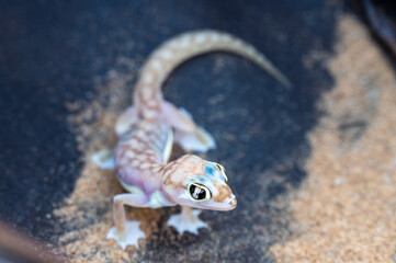 Pachydactylus (Palmatogecko) rangei (Squamata: Gekkonidae), in the dunes of the Namib desert near Swakopmund.