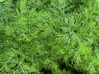 Dill (Latin Anethum) is a monotypic genus of short—lived annual herbaceous plants of the Umbrella family. The only species is odorous dill or garden dill (Anethum graveolens)