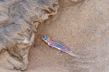 Palmato gecko in hole in the dunes of the Namib desert near Swakopmund.
