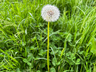 Dandelion officinale from the family Taraxacum officinale close-up. Dandelion air with seeds
