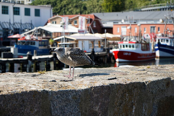 Grey seagull on a wall of a harbor, boats in background