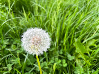 Dandelion officinale from the family Taraxacum officinale close-up. Dandelion air with seeds