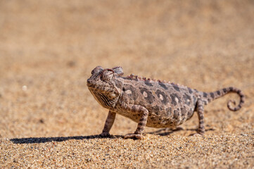 Chamaeleo namaquensis: Desert Chamaeleon in the Namib desert near Swakobmund, Namibia