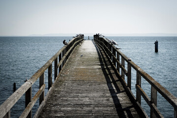 Old wooden pier with wooden railing, seagulls sitting on it, Sassnitz, Rügen, Germany 