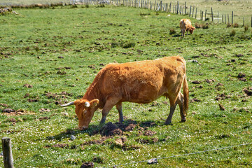 A blond cow grazing in a green meadow