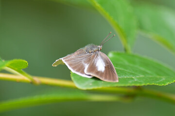 ウラギンシジミ