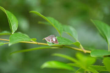 ウラギンシジミ