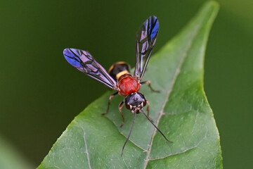 キスジセアカカギバラバチ