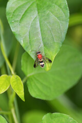 キスジセアカカギバラバチ