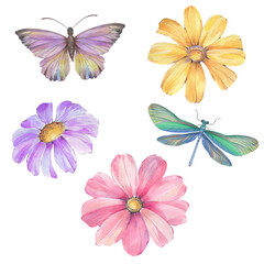 Set of flowers, butterflies, dragonflies isolated on white background.