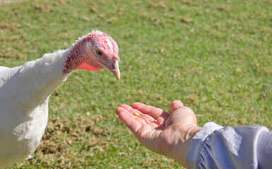 Hand offering corn to a curious and friendly turkey