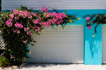 Pink Bougainvillea Flowers on Turquoise Walls, Captiva Island, Florida, USA