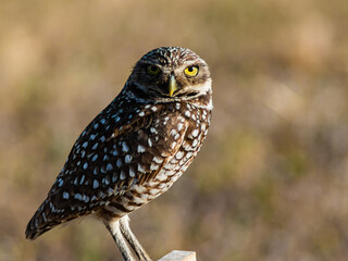 Burrowing Owl (Athene cunicularia) Guarding It's Nest, Cape Coral, Florida, USA