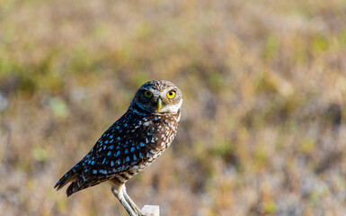 Burrowing Owl (Athene cunicularia) Guarding It's Nest, Cape Coral, Florida, USA
