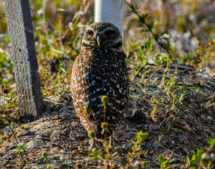 Dark Eyed Female Burrowing Owl (Athene cunicularia) Guarding It's Nest, Cape Coral, Florida, USA