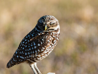 Burrowing Owl (Athene cunicularia) With It's Eyes Closed, Cape Coral, Florida, USA