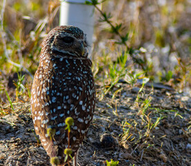 Dark Eyed Female Burrowing Owl (Athene cunicularia) Guarding It's Nest, Cape Coral, Florida, USA