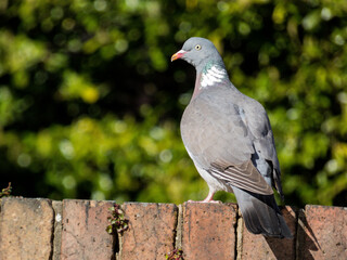 pigeon in the park