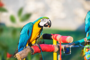 Beautiful blue and yellow Macaw  sits on a branch in the garden and eating nuts. The macaw is sitting on a branch with green foliage in the background. Selective focus, copy space