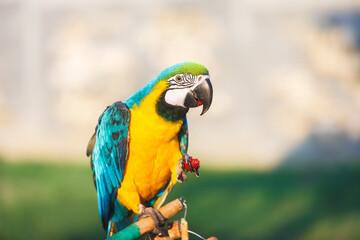 Blue and gold macaw baby . Male macaw baby sitting on a branch  at home feeding on strawberries. Selective focus, copy space