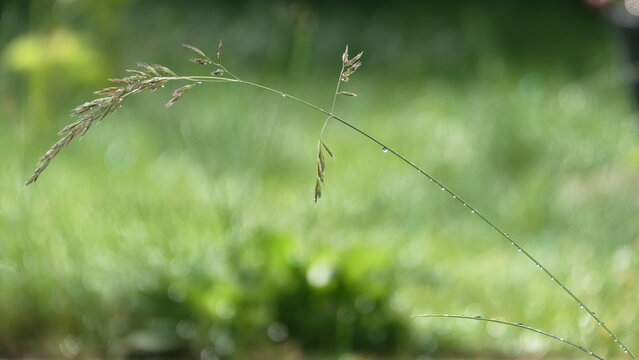 Grasbl&uuml;tenhalm nach Regen