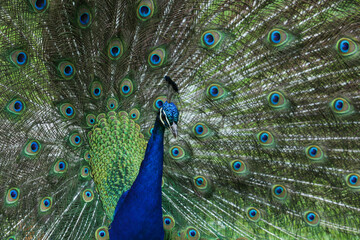 Fototapeta na wymiar peacock rattle dance