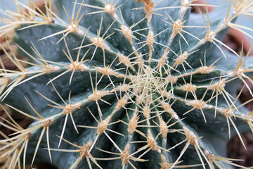 close up of cactus