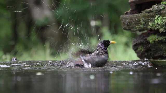 Common Starling Sturnus Vulgaris Bathing