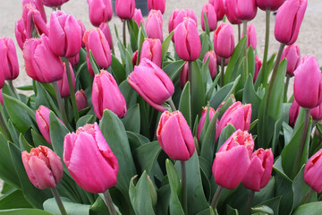 Obraz premium field of tulips