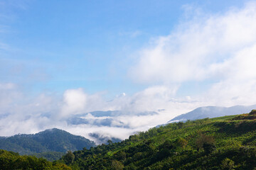 Fototapeta na wymiar beautiful view of tea hill with sea of clouds and mountains in Da Lat city, Lam Dong, Viet Nam